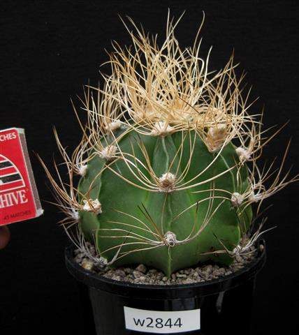 Astrophytum capricorne senile