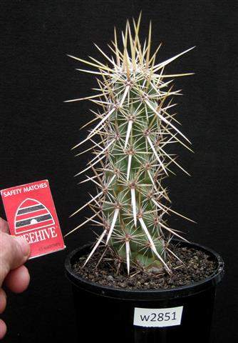 black pearl fargesia Fargesia nitida 'Black Pearl' | Black Pearl Bamboo - 140-160cm