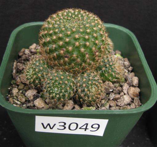 Rebutia perplexa