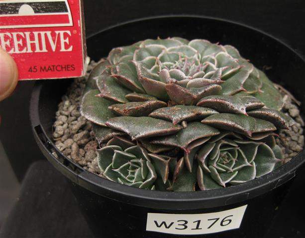 W3176 sales