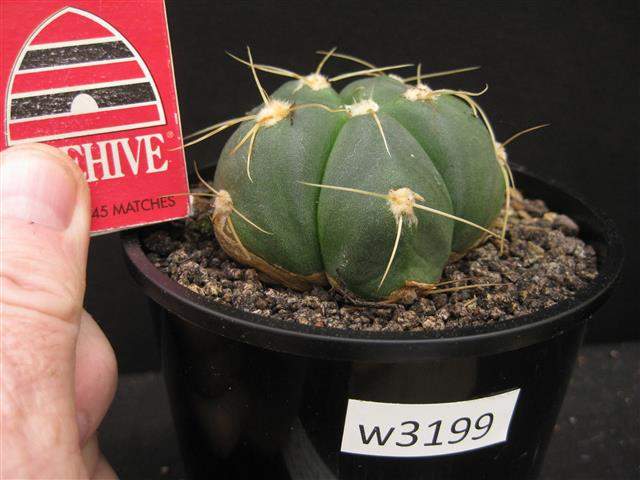 Gymnocalycium horstii buenekeri HU 79
