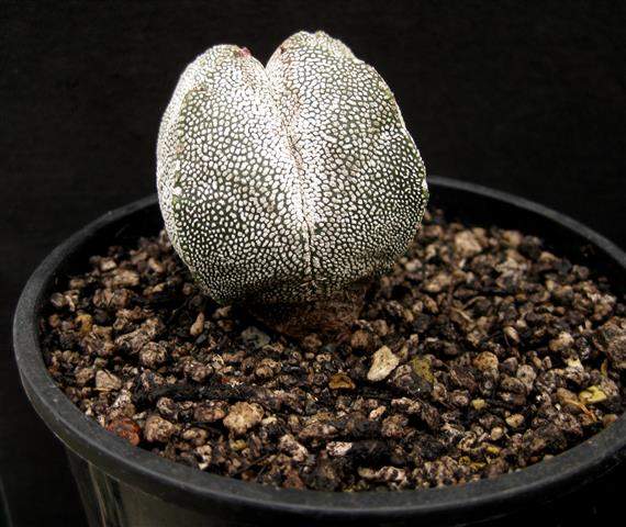 ozwrt　精霊 コピアポアの精霊 spirit of Astrophytum ozwrt精霊 コピアポアの精霊 spirit of Astrophytum