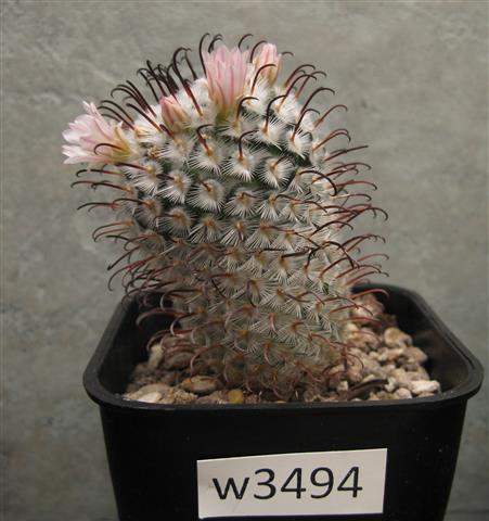 Mammillaria perezdelarosae